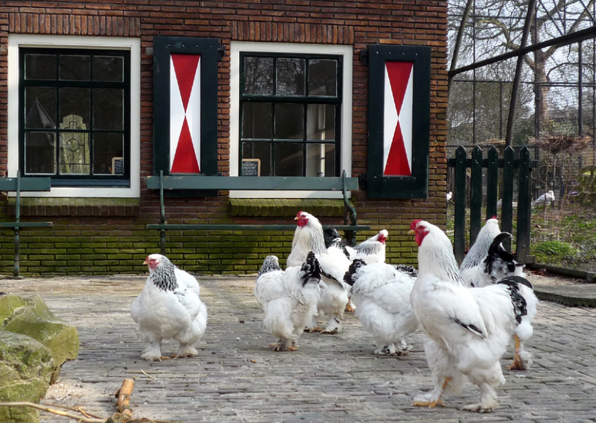 Wenskaarten - Wenskaart kippen op de boerderij