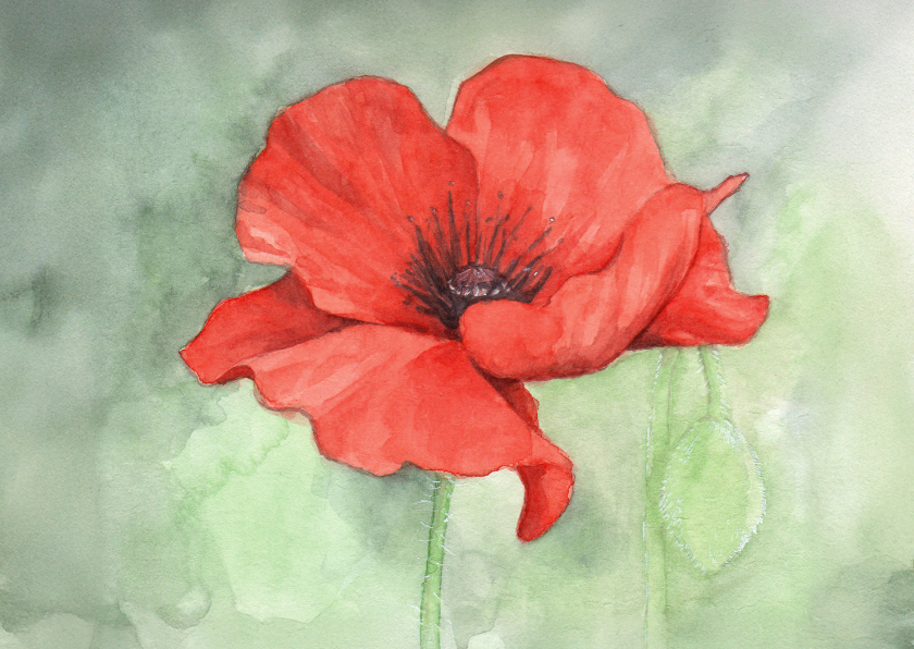 Wenskaarten - Wenskaart klaproos in aquarel