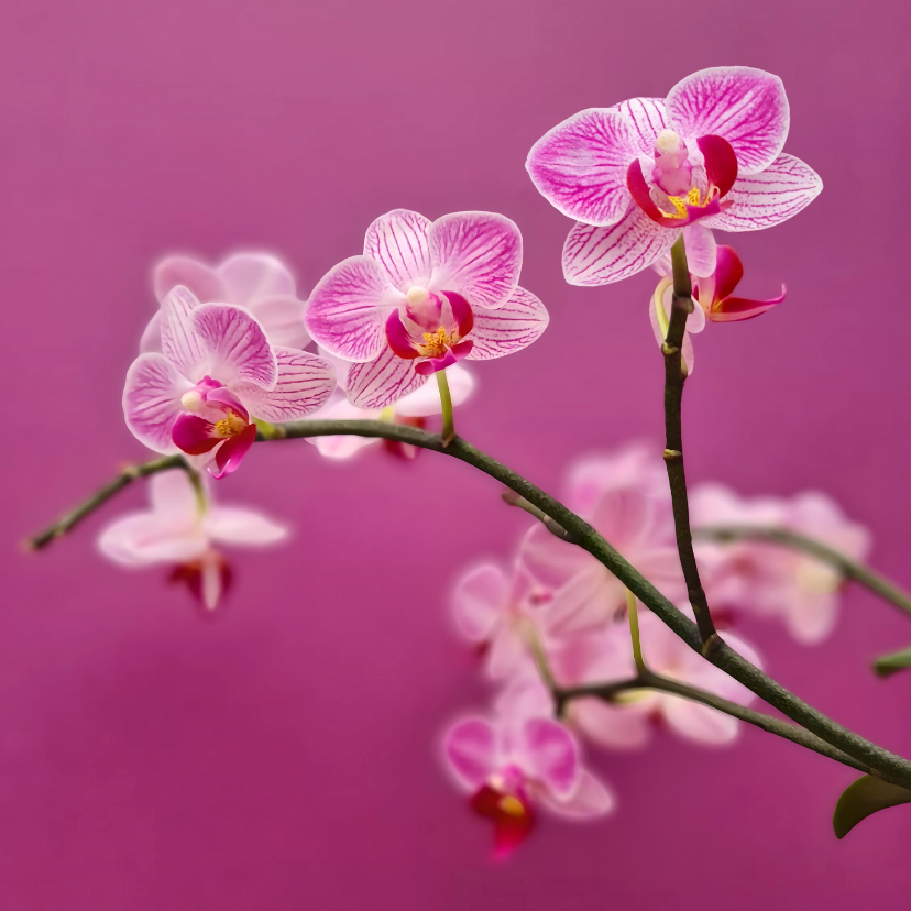 Wenskaart kleine roze orchidee - Wenskaarten Wenskaarten - Wenskaart kleine roze orchidee