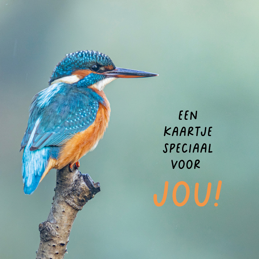 Wenskaart met ijsvogels - Wenskaarten Wenskaarten - Wenskaart met ijsvogels