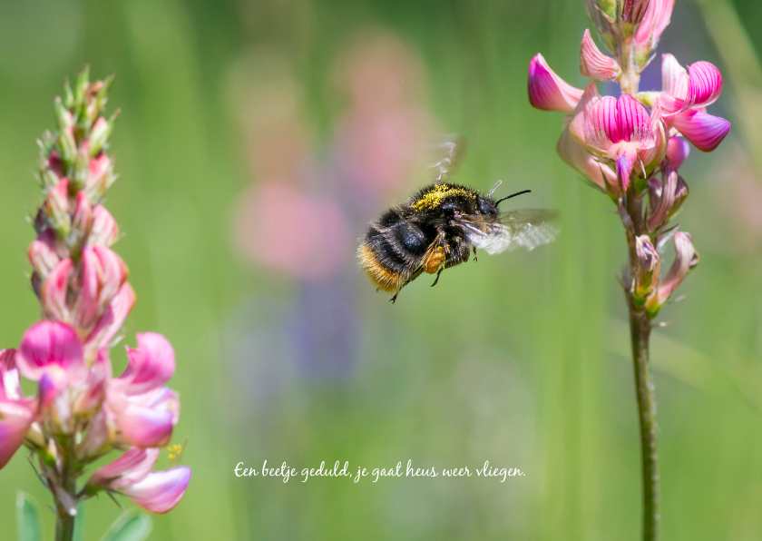 Wenskaarten - Wenskaart met roze bloemen en een vliegende hommel