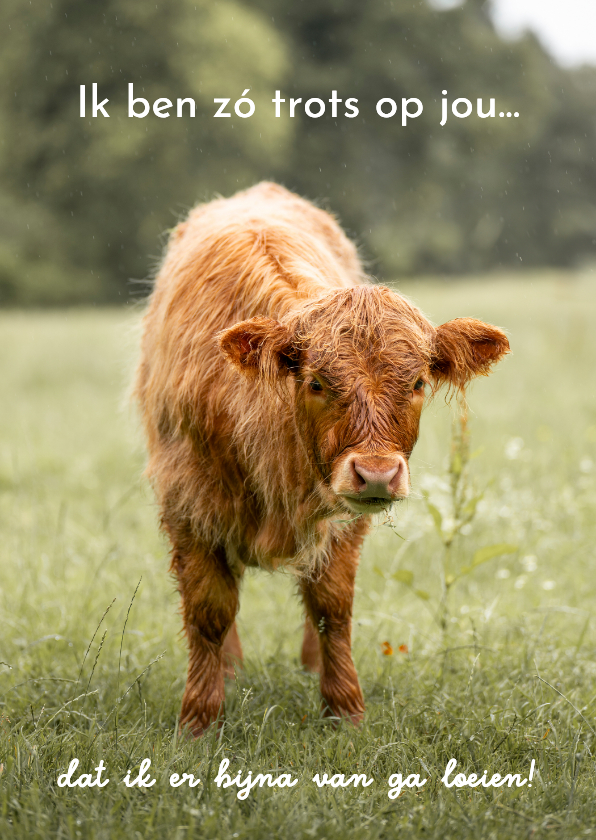 Wenskaarten - Wenskaart met trotse Schotse Hooglander
