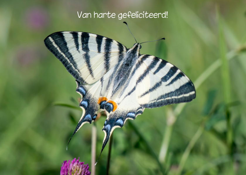 Wenskaarten - Wenskaart met vrolijke vlinder