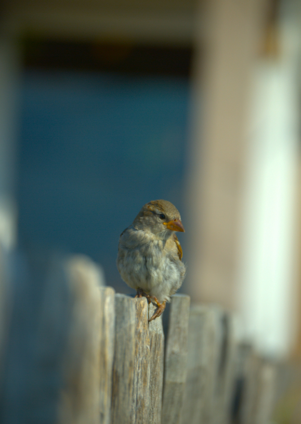 Wenskaarten - Wenskaart musje fotokaart
