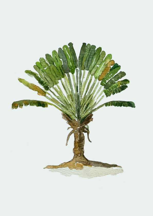 Wenskaarten - Wenskaart palmboom