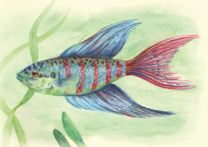 Wenskaarten - Wenskaart paradijsvis in aquarel