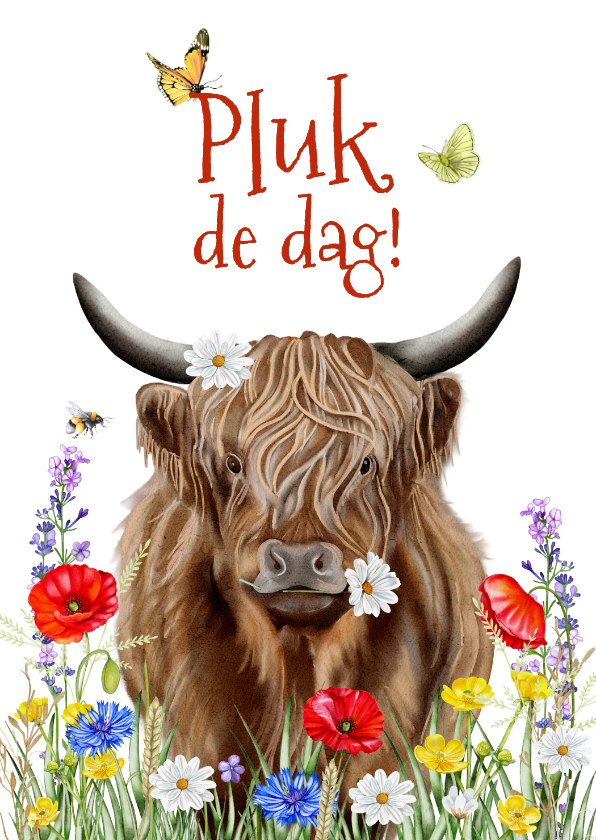 Wenskaarten - Wenskaart schotse hooglander met veldbloemen