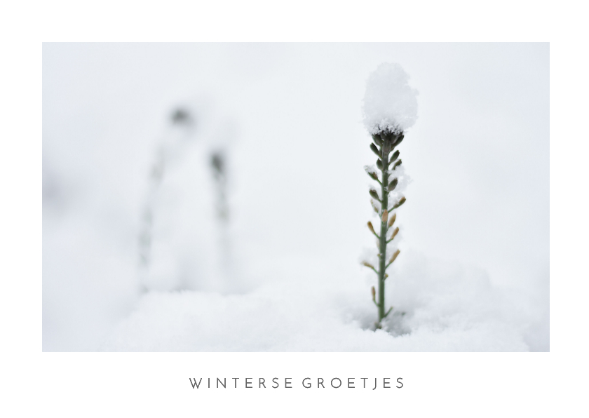 Wenskaarten - Wenskaart winter met foto van plantje uit de sneeuw