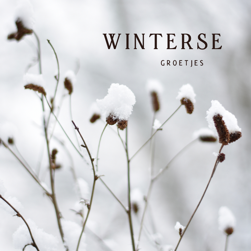 Wenskaarten - Winterse wenskaart met foto van planten in de sneeuw