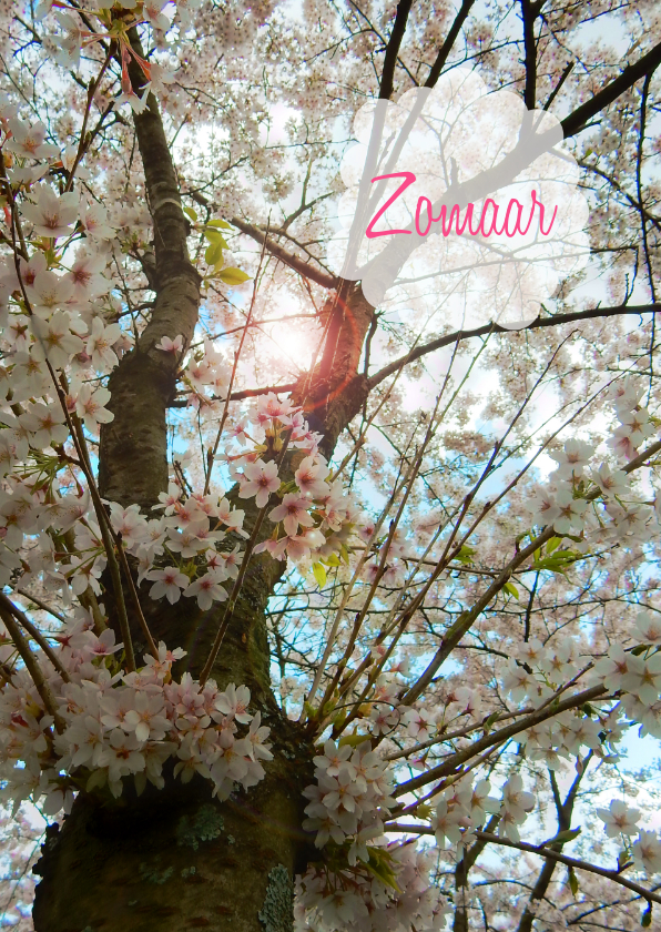 Wenskaarten - Zomaar bloesemboom lente