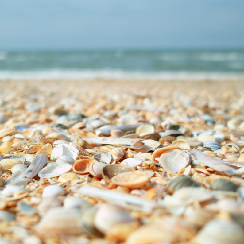 Wenskaarten - Zomaar kaart strand schelpen en zeewier