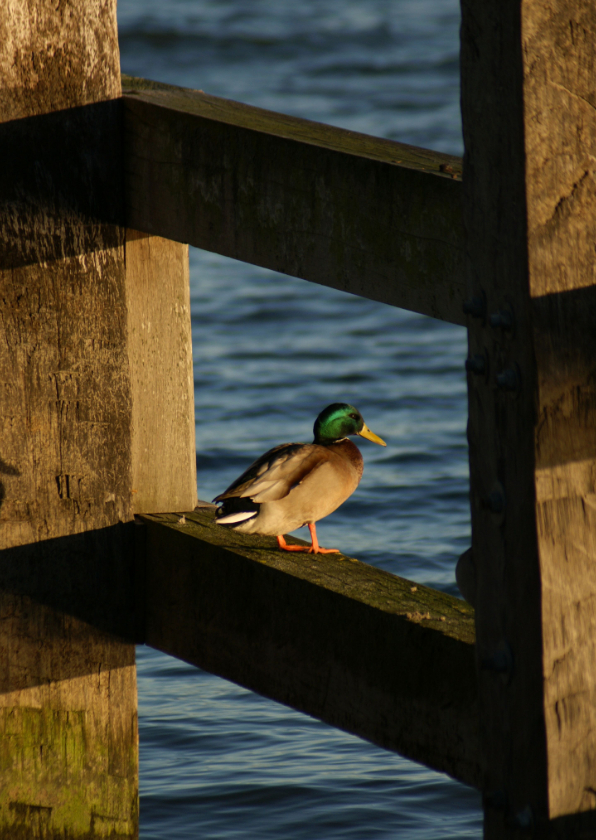 Wenskaarten - Zomaar kaartje duck op de steiger