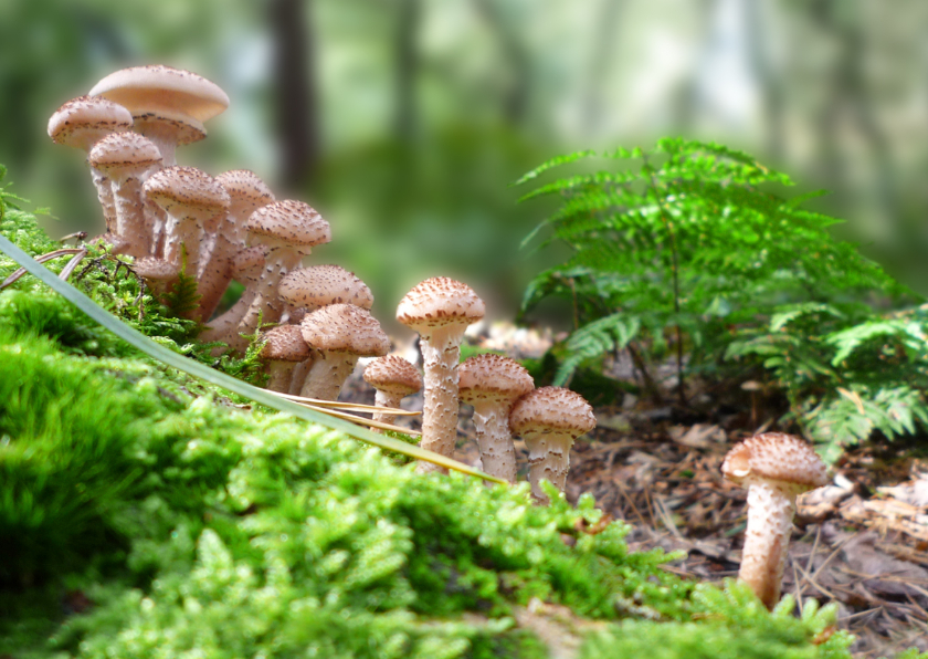 Wenskaarten - Zomaarkaart Leger Paddestoelen