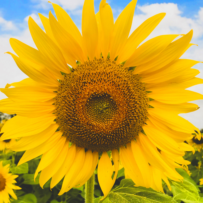 Wenskaarten - Zonnebloem uit frankrijk