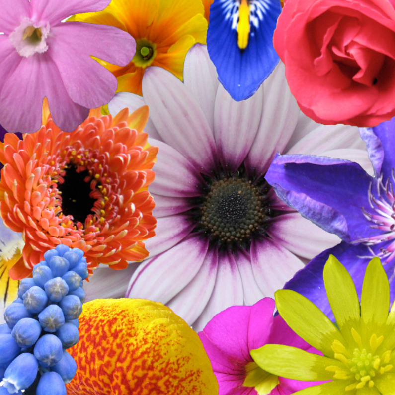 Bloemen potpourri - Zomaar kaarten Zomaar kaarten - Bloemen potpourri