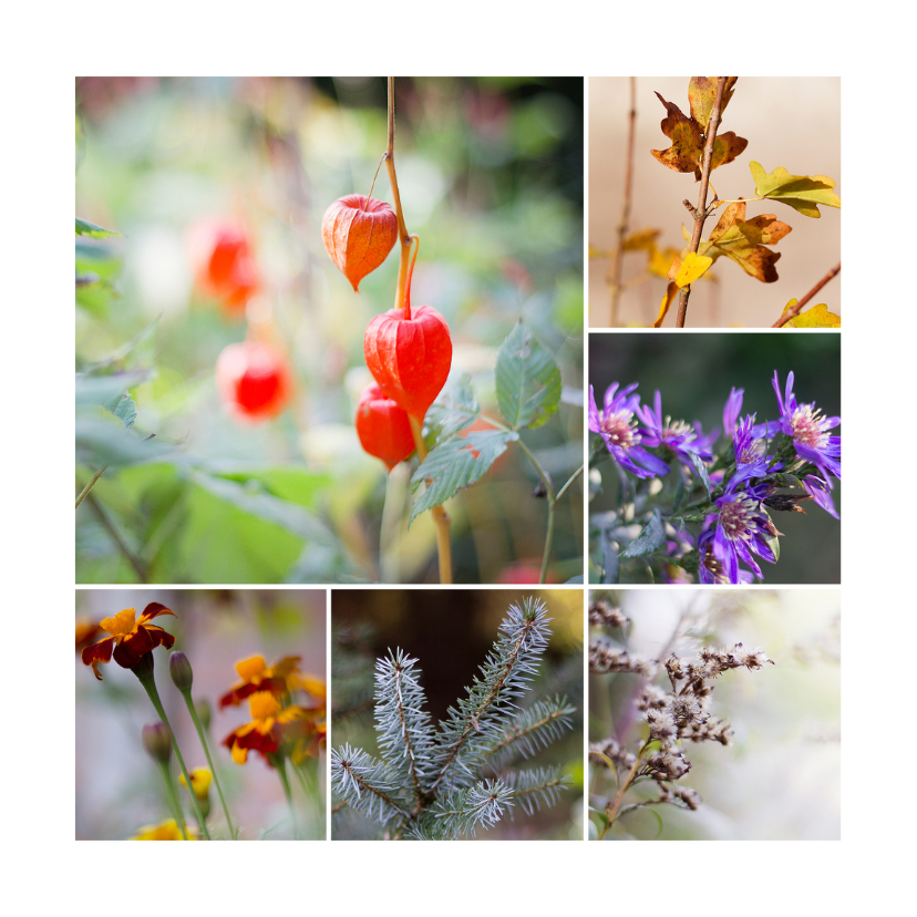 herfst flora - Zomaar kaarten Zomaar kaarten - herfst flora