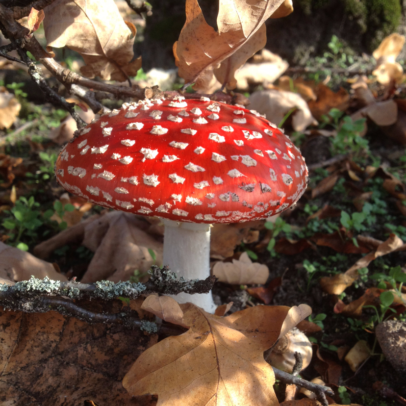 Herfst Paddestoel rood met witte stippen - Zomaar kaarten Zomaar kaarten - Herfst Paddestoel rood met witte stippen