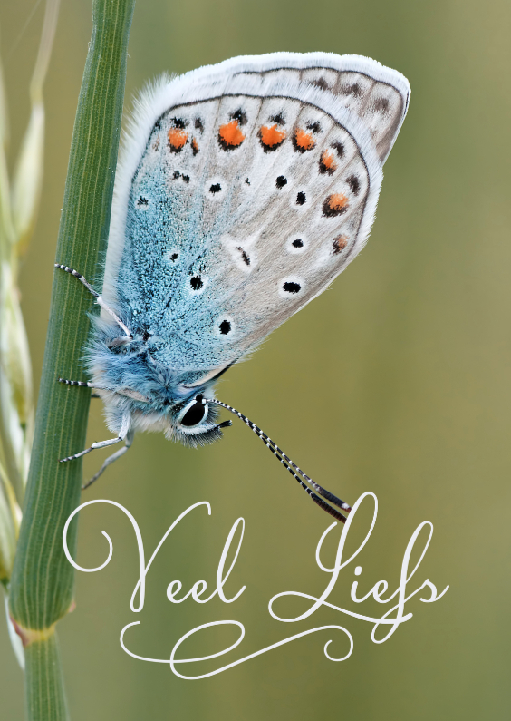 Veel liefs met vlinder - Zomaar kaarten Zomaar kaarten - Veel liefs met vlinder