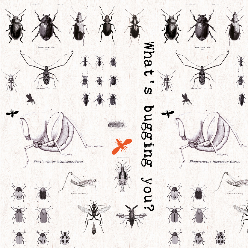 Zomaar een kaartje 'WHAT'S BUGGING YOU?' - Zomaar kaarten Zomaar kaarten - Zomaar een kaartje 'WHAT'S BUGGING YOU?'