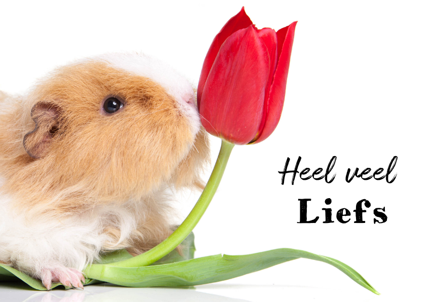 Zomaar kaart Cavia met tulp heel veel liefs - Zomaar kaarten Zomaar kaarten - Zomaar kaart Cavia met tulp heel veel liefs