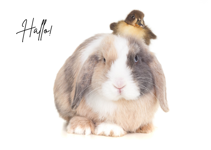 Zomaar kaart - Hallo! Schattig konijn met kuikentje op hoofd - Zomaar kaarten Zomaar kaarten - Zomaar kaart - Hallo! Schattig konijn met kuikentje op hoofd