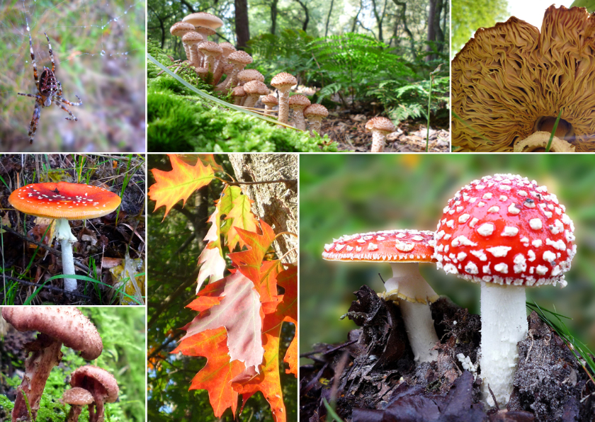 Zomaarkaart Herfst mix - Zomaar kaarten Zomaar kaarten - Zomaarkaart Herfst mix